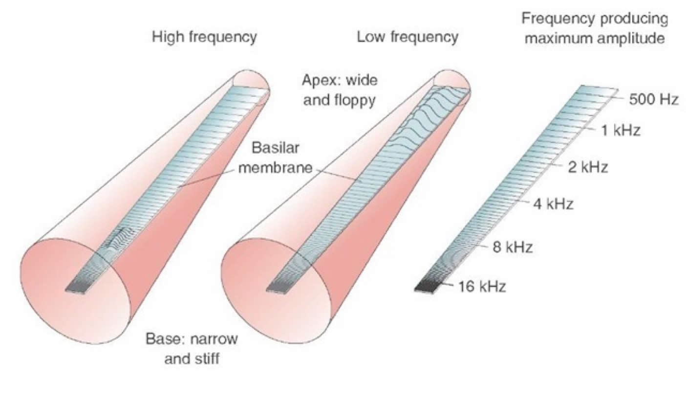 De beweging in het uitgerolde slakkenhuis bij hoge frequenties, lage frequenties en de verdeling van haarcellen per frequentiegebied.